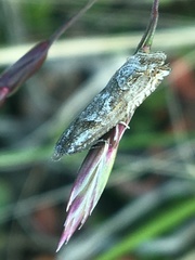 Ancylis unguicella