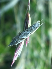 Ancylis unguicella