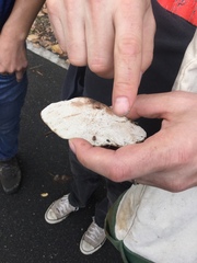 Daedaleopsis confragosa confragosa