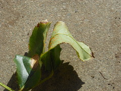 Phragmidium tuberculatum