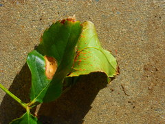 Phragmidium tuberculatum