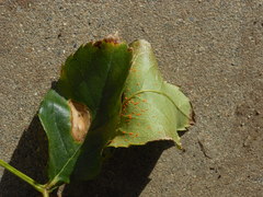 Phragmidium tuberculatum