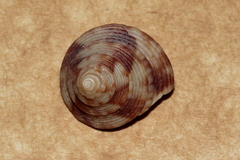 Astele speciosa