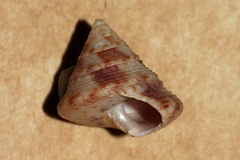 Astele speciosa