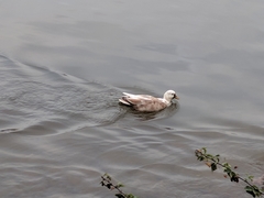 Anas platyrhynchos domesticus