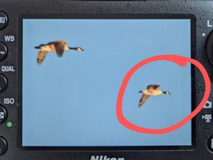 Branta hutchinsii hutchinsii