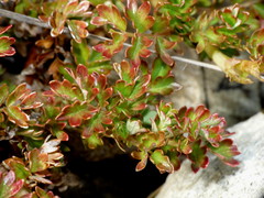 Acaena glabra