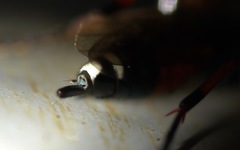 Exephanes ischioxanthus