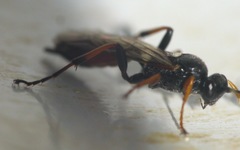 Exephanes ischioxanthus