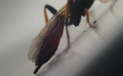 Exephanes ischioxanthus