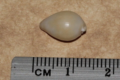 Globovula cavanaghi