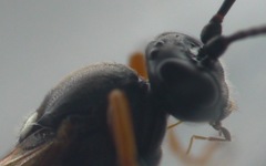 Exephanes ischioxanthus