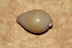 Globovula cavanaghi