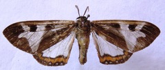 Dysschema magdala