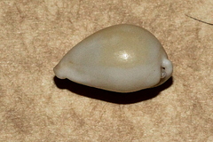 Globovula cavanaghi
