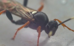 Exephanes ischioxanthus