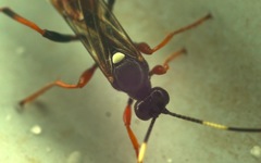 Exephanes ischioxanthus
