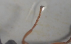 Exephanes ischioxanthus