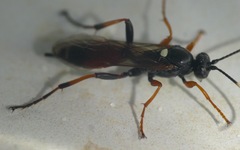 Exephanes ischioxanthus