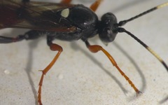 Exephanes ischioxanthus