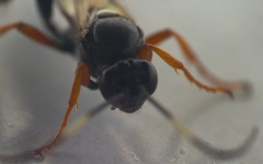 Exephanes ischioxanthus