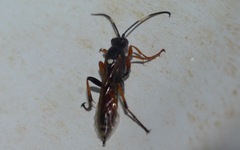 Exephanes ischioxanthus