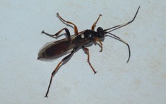 Exephanes ischioxanthus