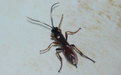 Exephanes ischioxanthus