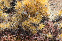 Borya constricta