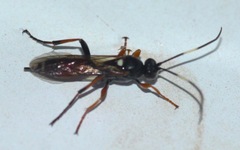 Exephanes ischioxanthus
