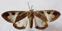 Dysschema magdala
