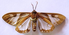 Dysschema magdala