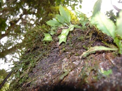 Eurystyles cogniauxii