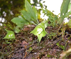 Eurystyles cogniauxii