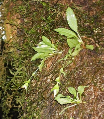 Eurystyles cogniauxii