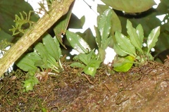 Eurystyles cogniauxii