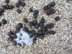 Hydropotes inermis argyropus