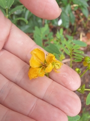 Senna acclinis