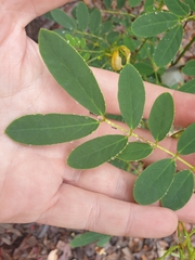 Senna acclinis
