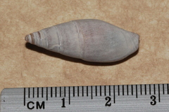 Mitridae