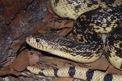 Pituophis ruthveni