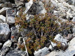 Acaena glabra