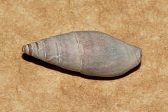 Mitridae