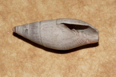 Mitridae