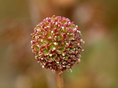 Acaena glabra
