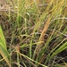 Saltmarsh Cord Grass - Photo (c) Sequoia Janirella Wrens, some rights reserved (CC BY-NC), uploaded by Sequoia Janirella Wrens