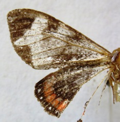 Dysschema leucophaea