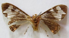 Dysschema leucophaea