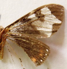 Dysschema leucophaea