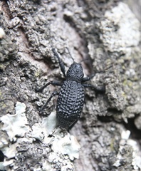 Aegorhinus superciliosus